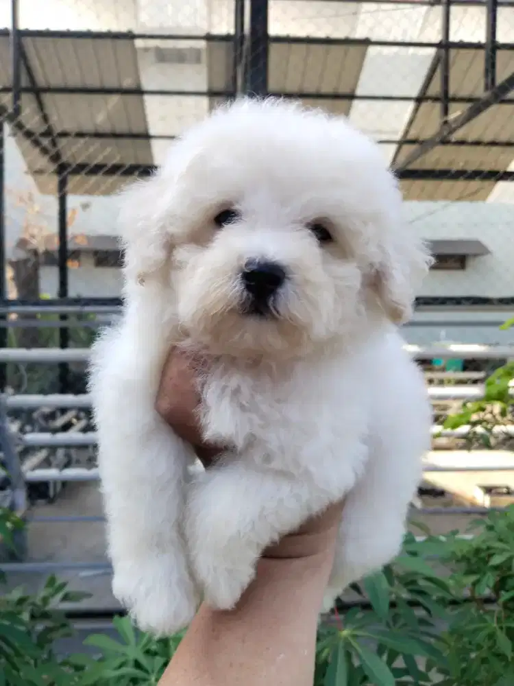 Anak anjing poodle white