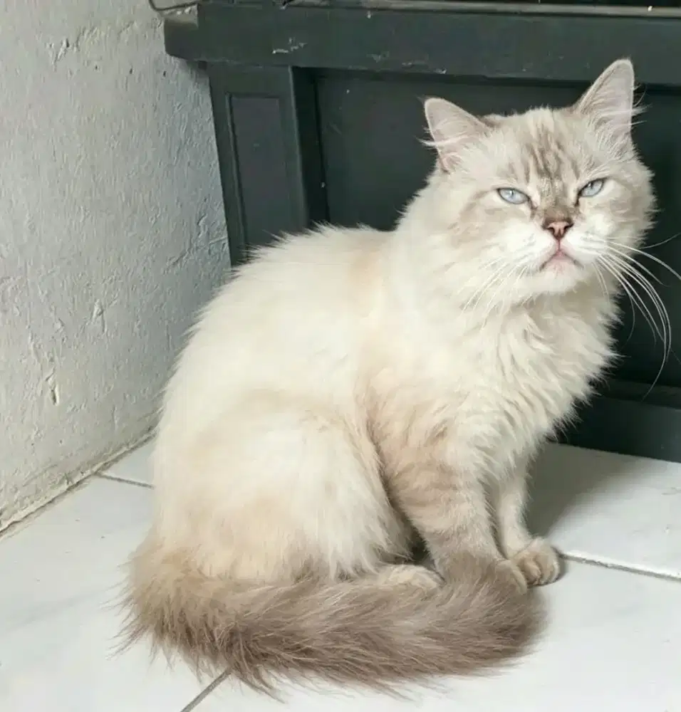 Kucing Himalaya betina birahi