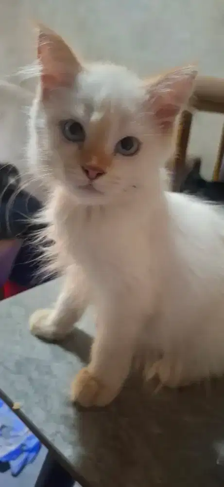 Kucing himalaya