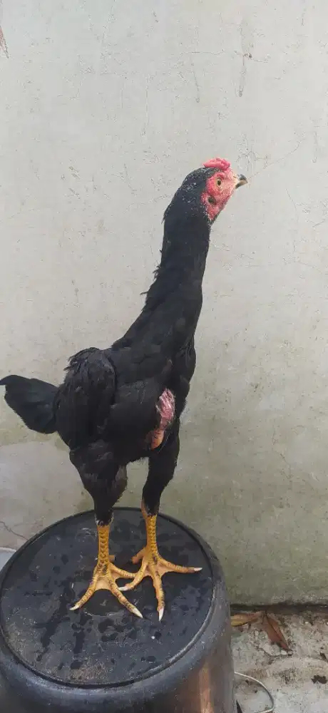 Ayam bangkok  clasic  usia  3 bulan