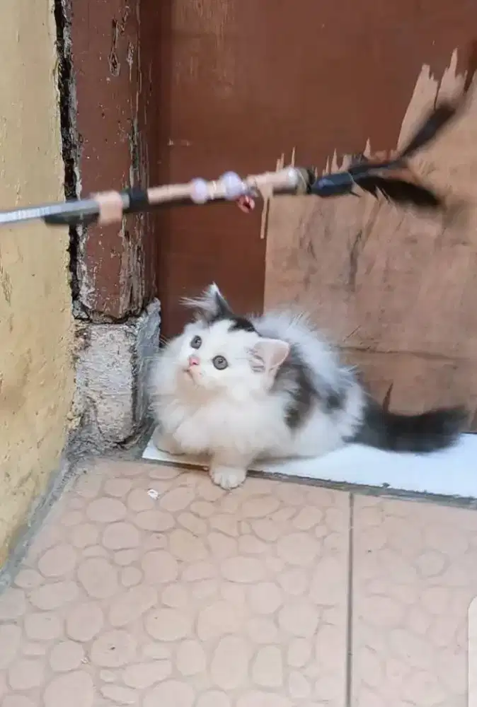 Kucing Munchkin Jantan