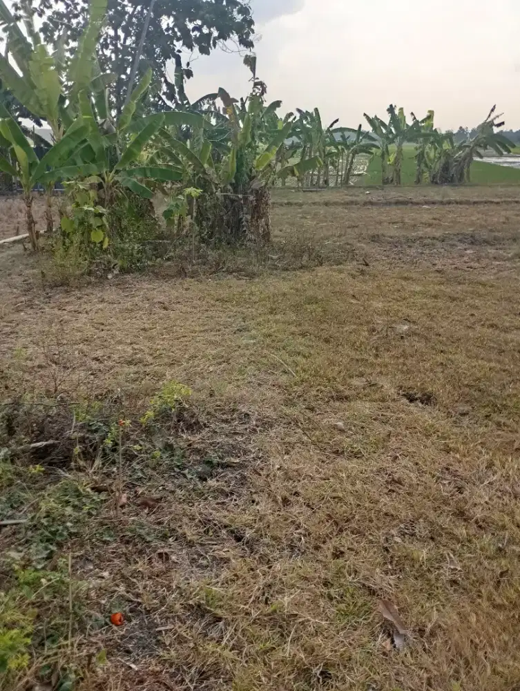 Di jual tanah sawah milik pribadi tanpa perantara