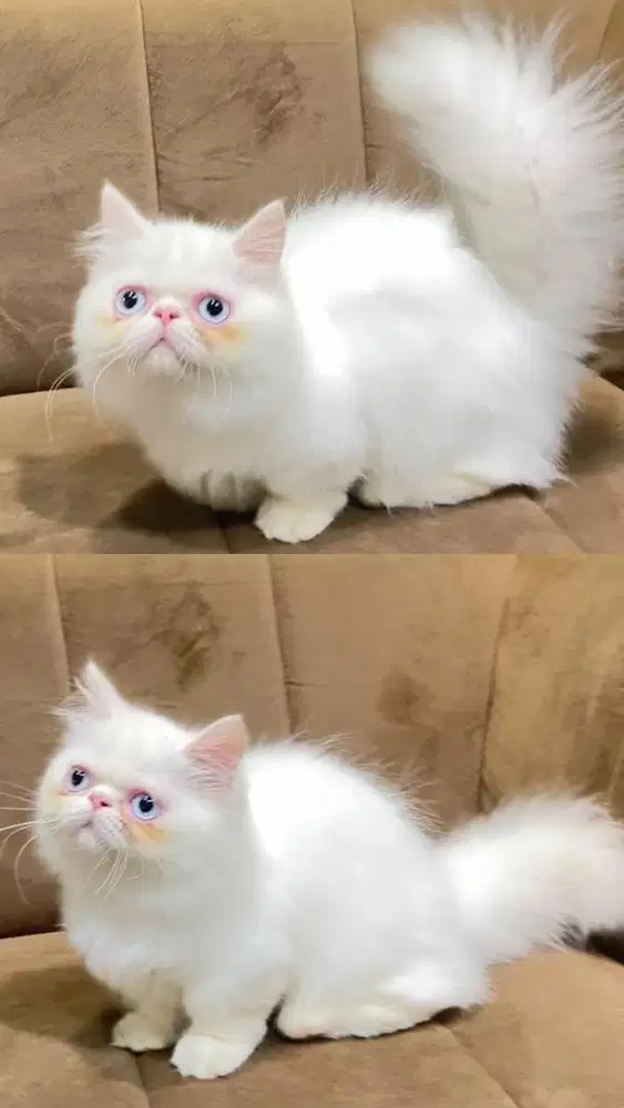 Kucing munckhin peaknose