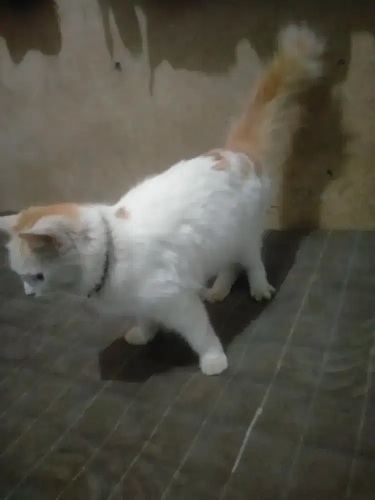 KUCING PERSIA ( BETINA )