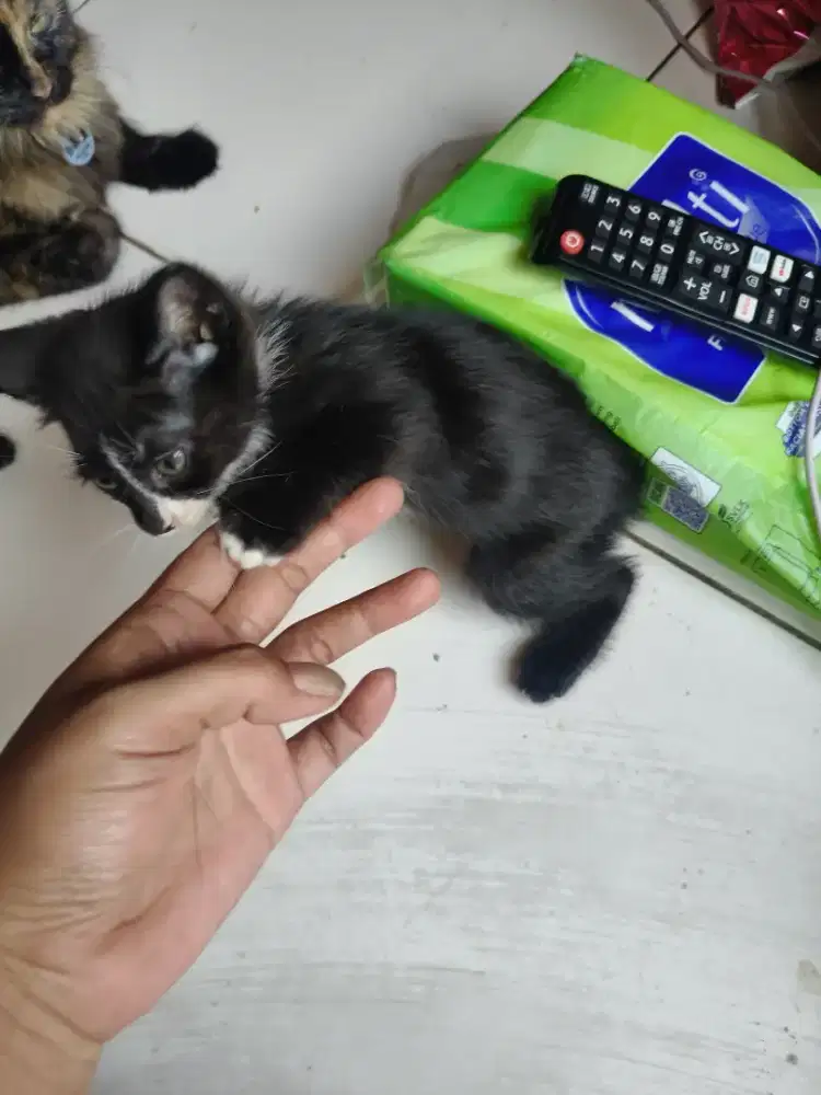 di jual mix anggora