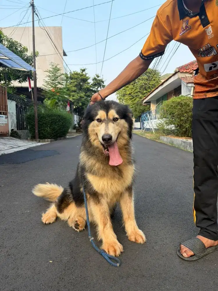 ANJING ALASKAN MALAMUTE