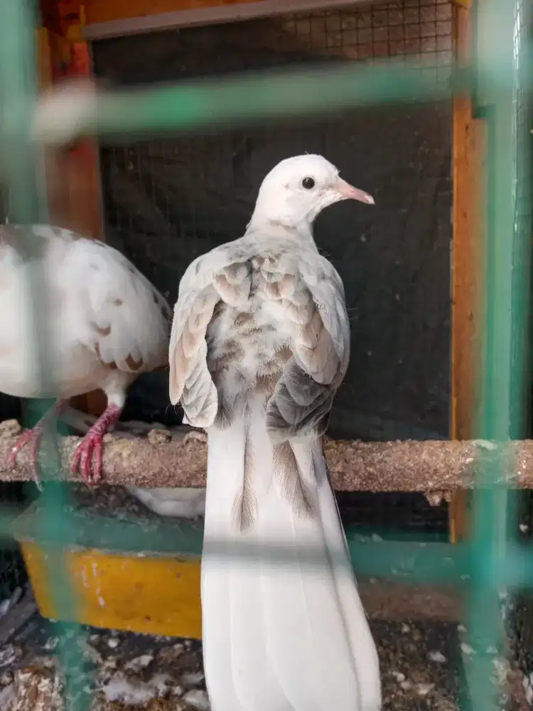 Puter blorok sepasang, masih remaja belum bunyi murah meriah