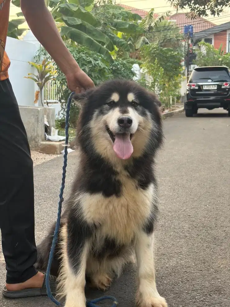 ANJING ALASKAN MALAMUTE