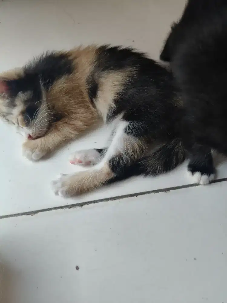 kitten mix anggora