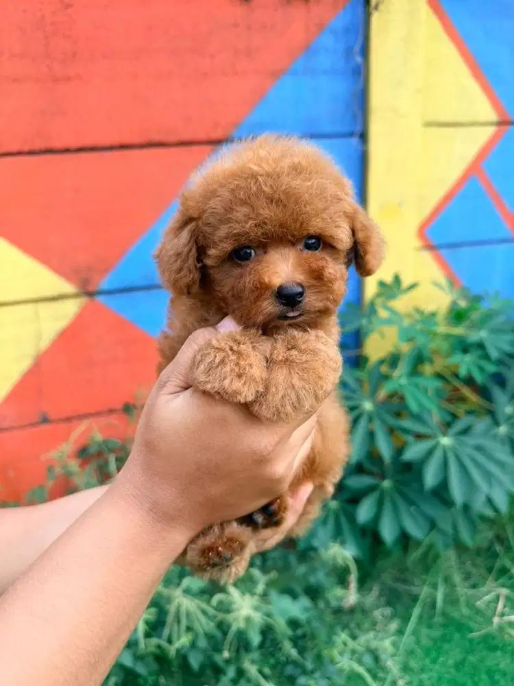 Red tiny poodle