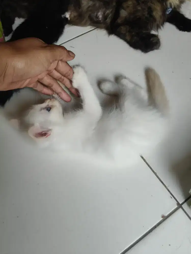 kitten mic anggora