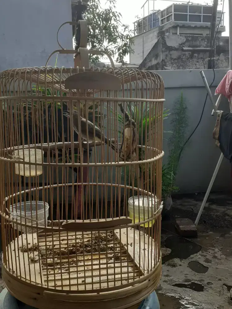 Burung trucukan