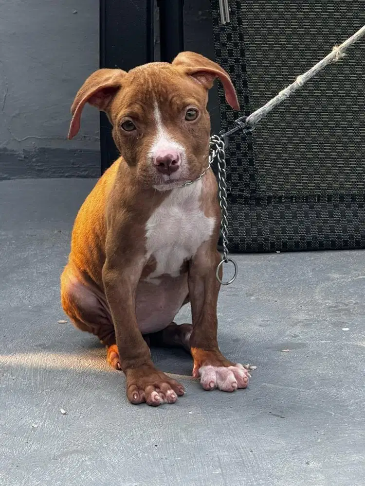 ANAK ANJING PITBULL BETINA MERLE