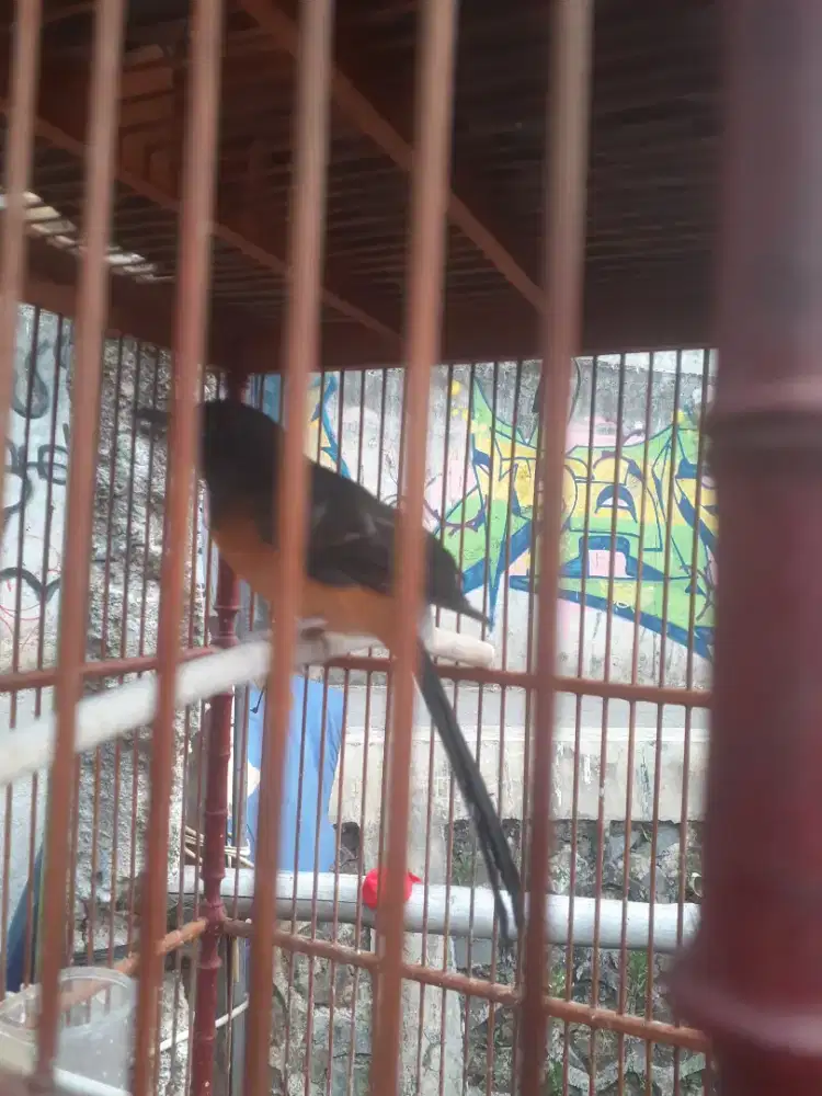 Jual muray pastol cewe siapan ring dragon fulset