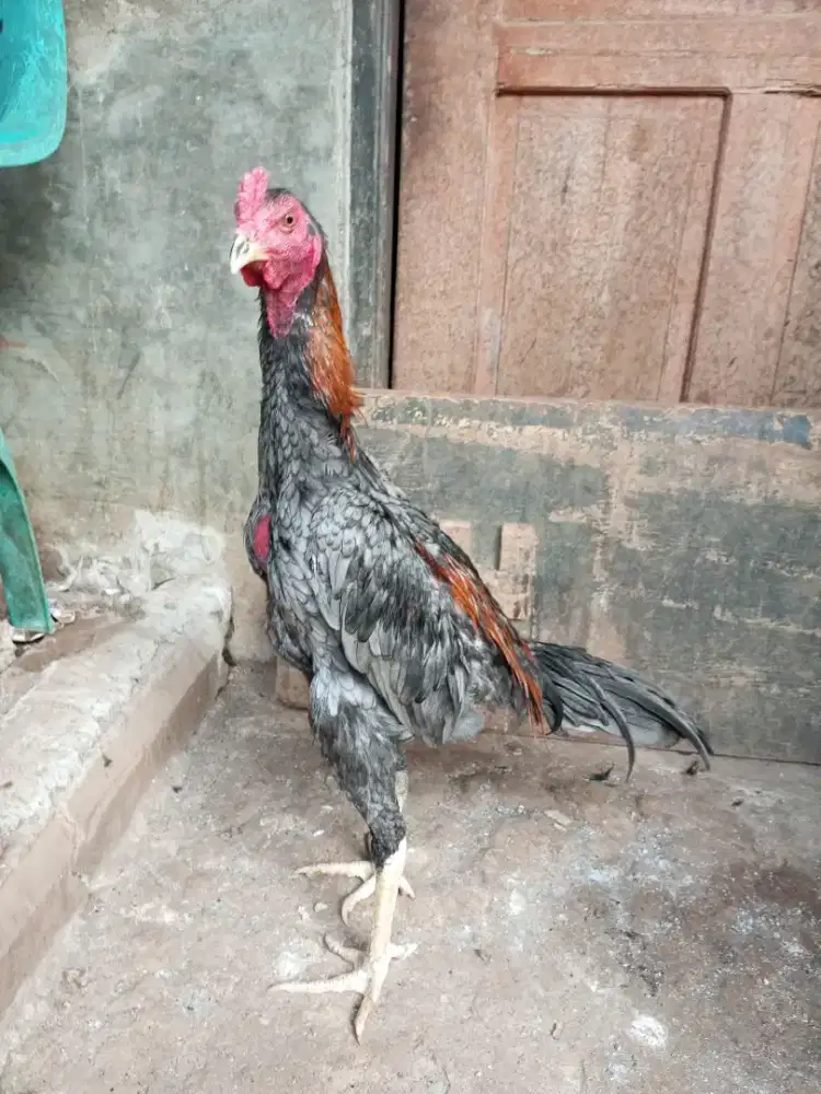 ayam bangkok mangon