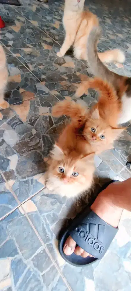 Open adopt kitten anggora