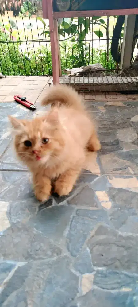 Open adopt kitten anggora