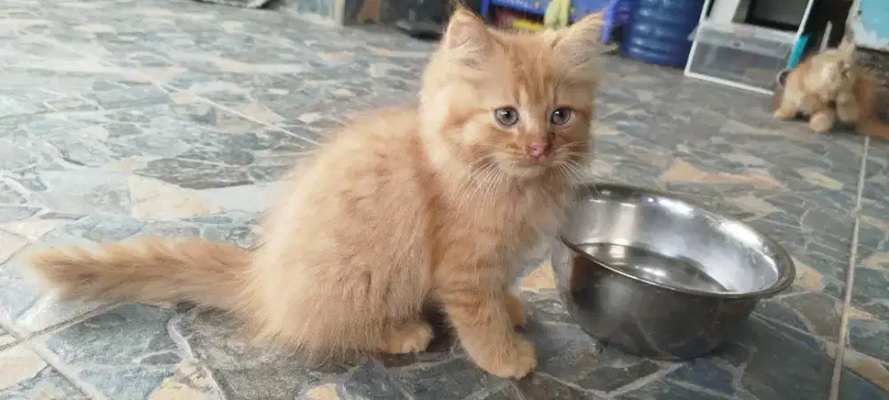 Open adopt kitten anggora