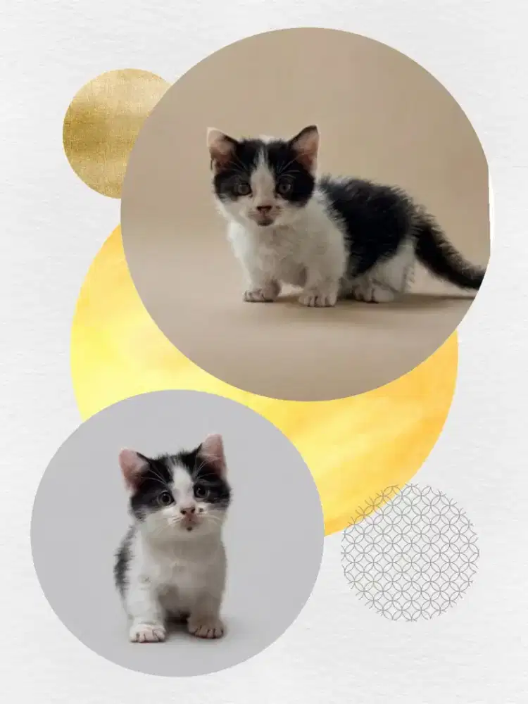 Munchkin BSH Bico Black Female n Male