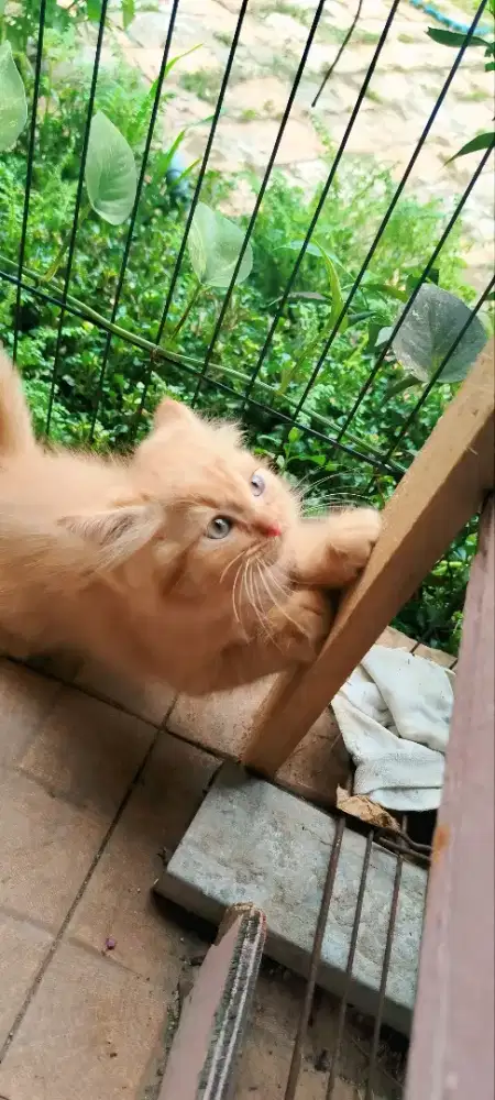 Open adopt kitten anggora