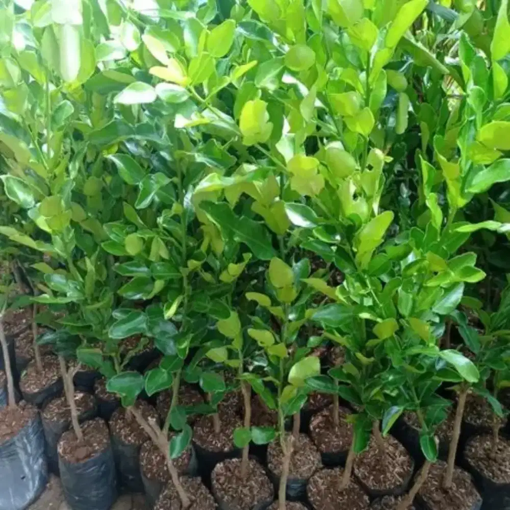 Bibit tanaman jeruk purut / jeruk pecel