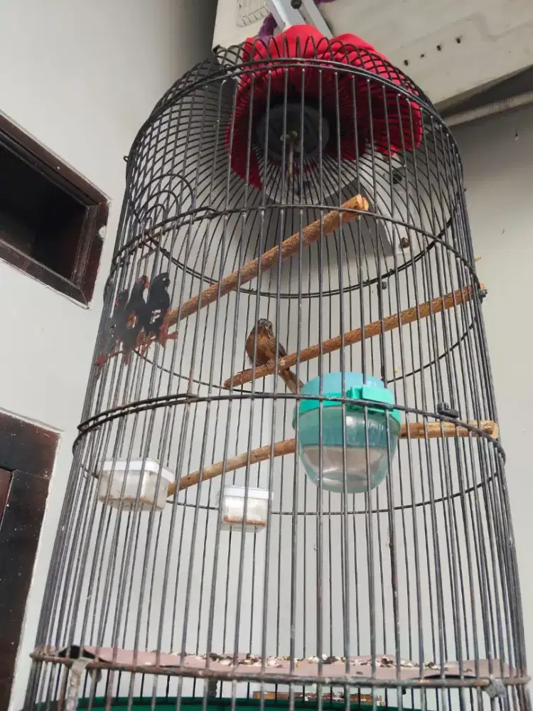 Wambi mini (tieu mi)