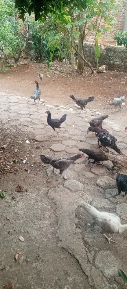 Biang ayam kampung