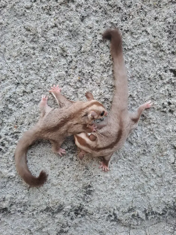 Sugar Glider Joey Caramel Jantan & Betina