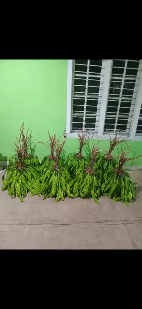 JUAL PETE BAGUS