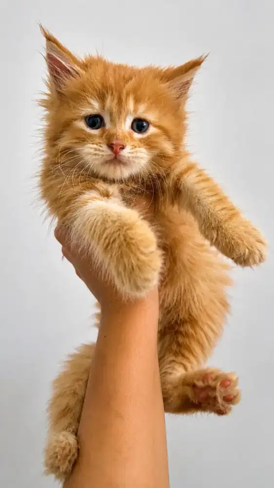 Mainecoon Kitten LA