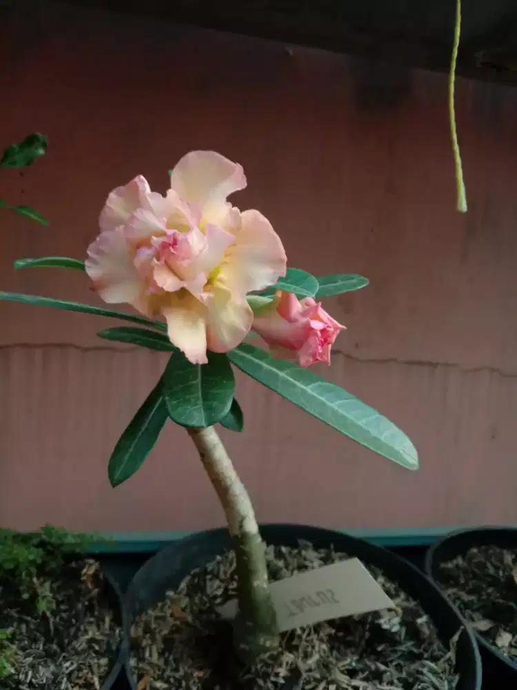Adenium Triple Bunga Tumpuk Jenis Taurus