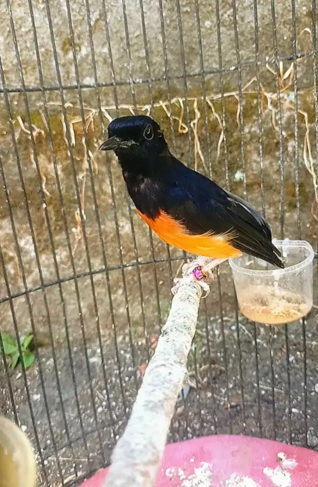 Murai batu ternakan