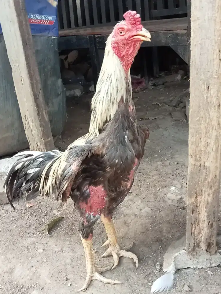 Ayam jago bangkok