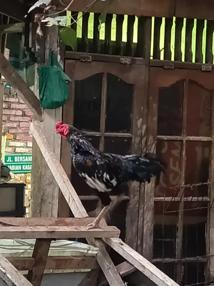 Jual ayam jago besar dan mantap 3 ekor