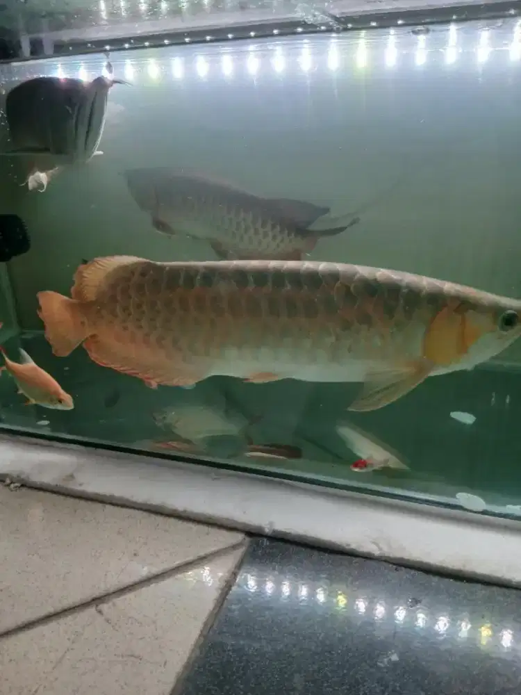Ikan arwana super red
