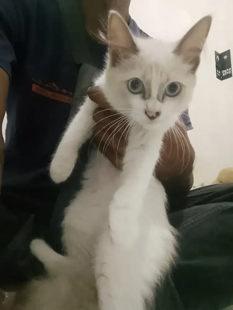 Kucing ragdol usia 4 bulan