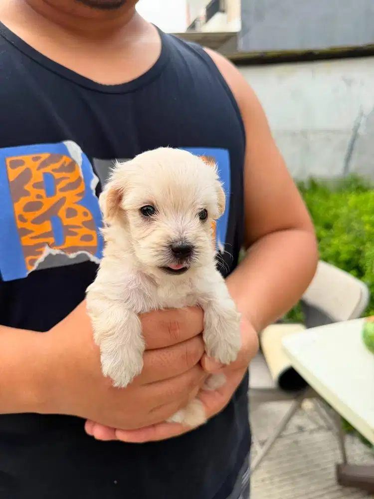 Anakan mix breed toy poodle putih jantan