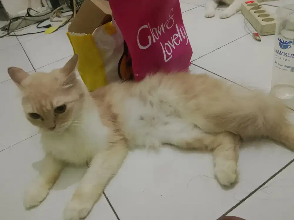 Persia bulu tebal