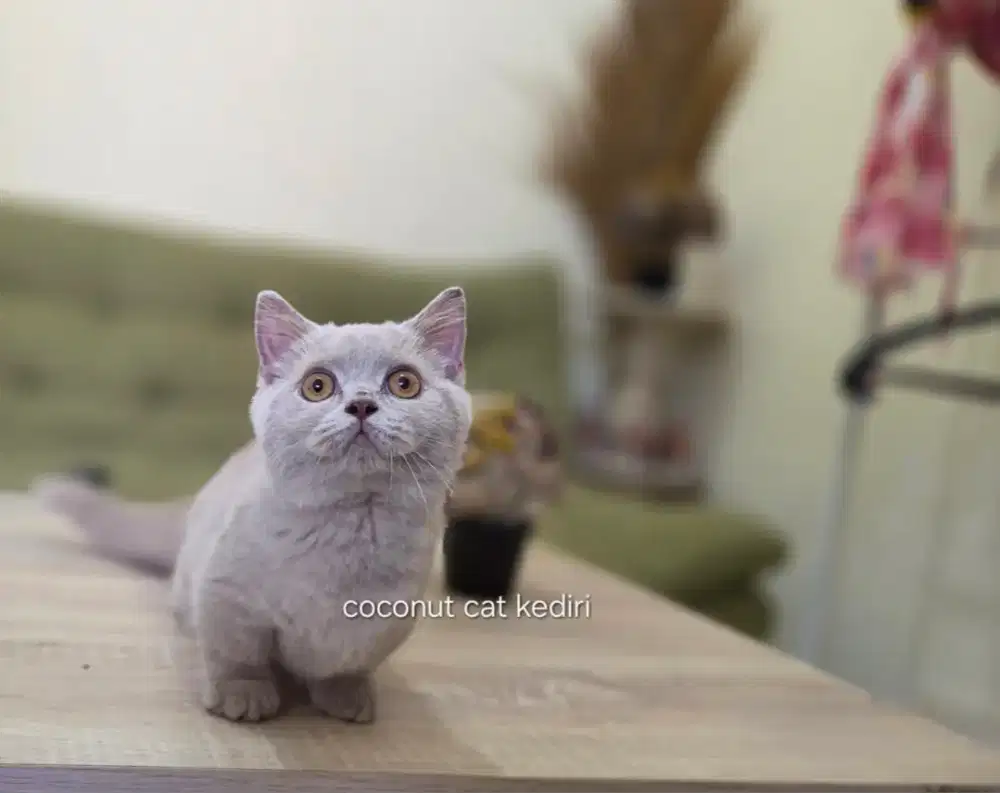 Munchkin bsh jantan anakan impor