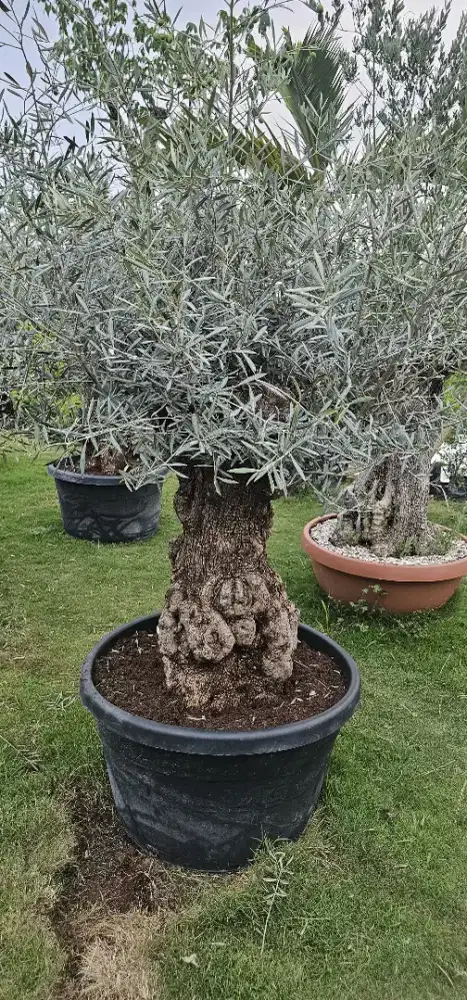 Pohon olive tree / pohon zaitun