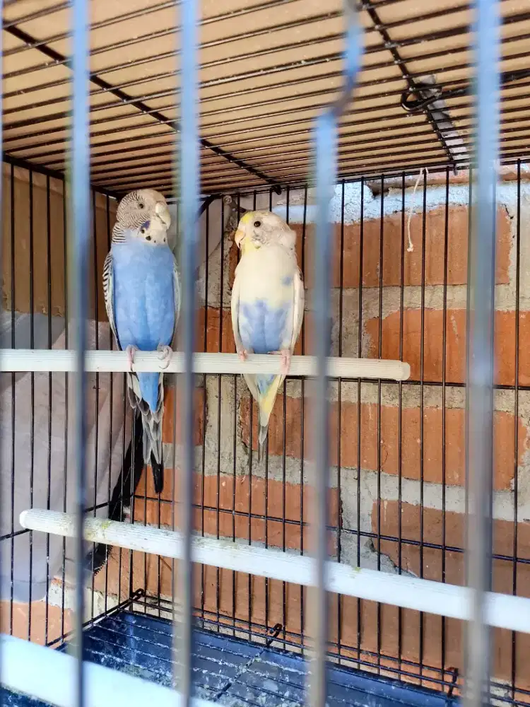 Burung Parkit Lokal