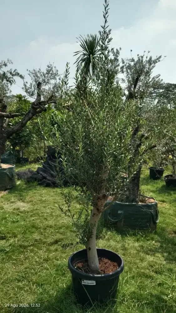 Pohon olive tree / pohon zaitun import