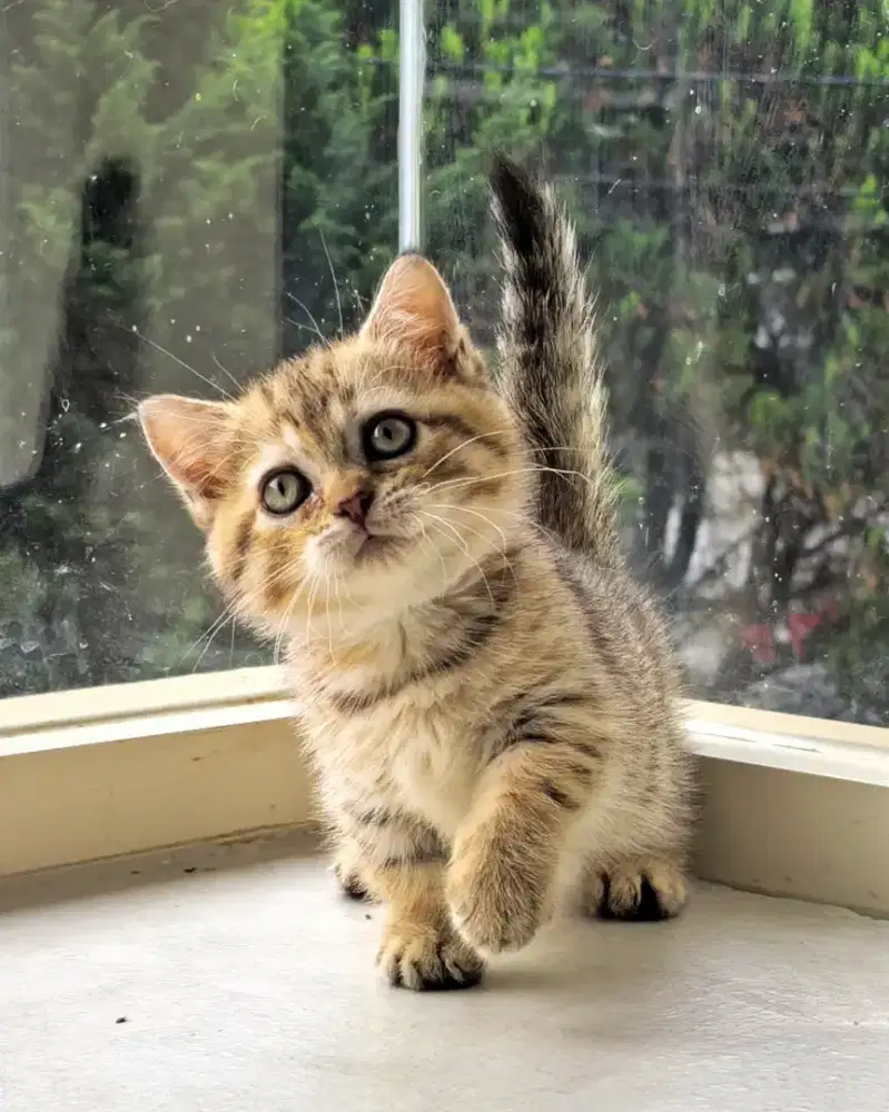 kucing munchkin brititish shorthair ( BSH ) betina