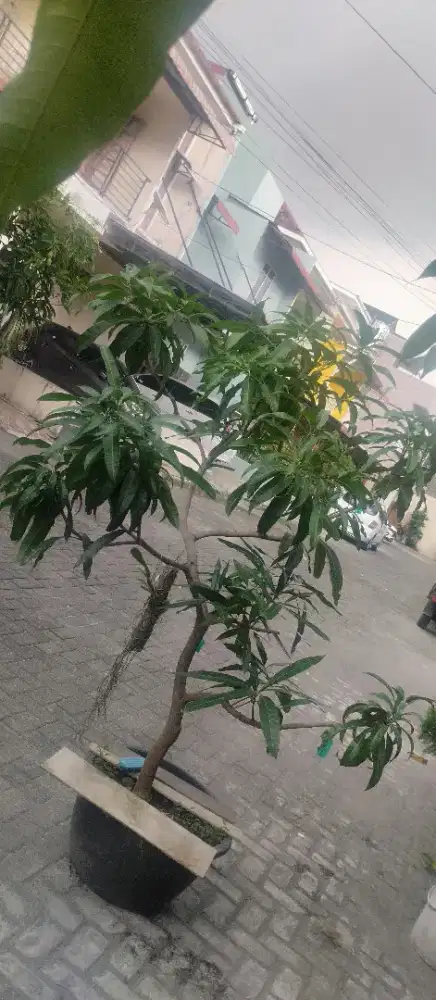 Mangga kombinasi 7 jenis