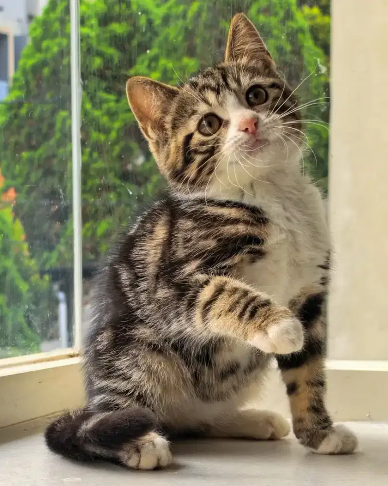 Kucing scottish betina