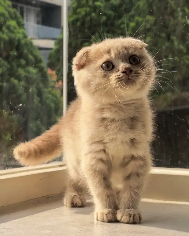 Kucing scottish fold betina