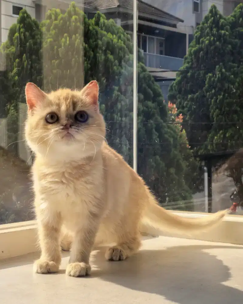 Kucing british shorthair BSH jantan