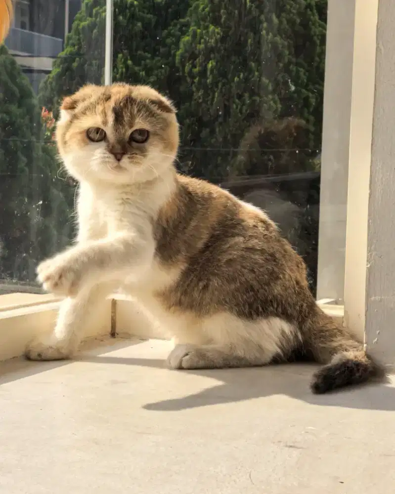 Kucing scottish fold betina