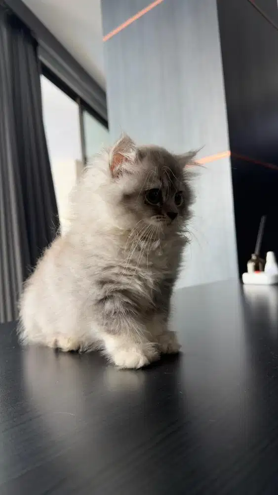 British short hair x scottish fold