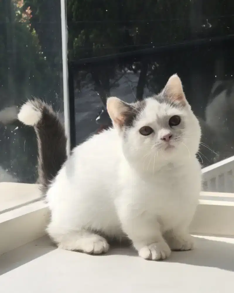 kucing munchkin brititish shorthair ( BSH ) betina